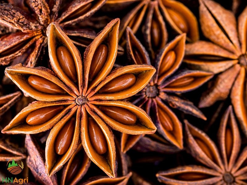 star-anise-aromatic-spice-culinary-delight-and-health-benefits-2